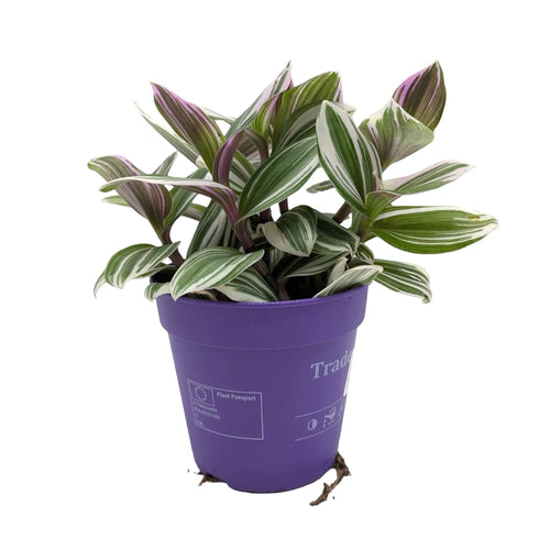 Tradescantia fluminensis ‘Tricolour’ | Pink White & Green Trailing Plant