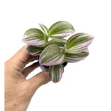 Tradescantia nanouk - Fantasy Venice Leaf Culture