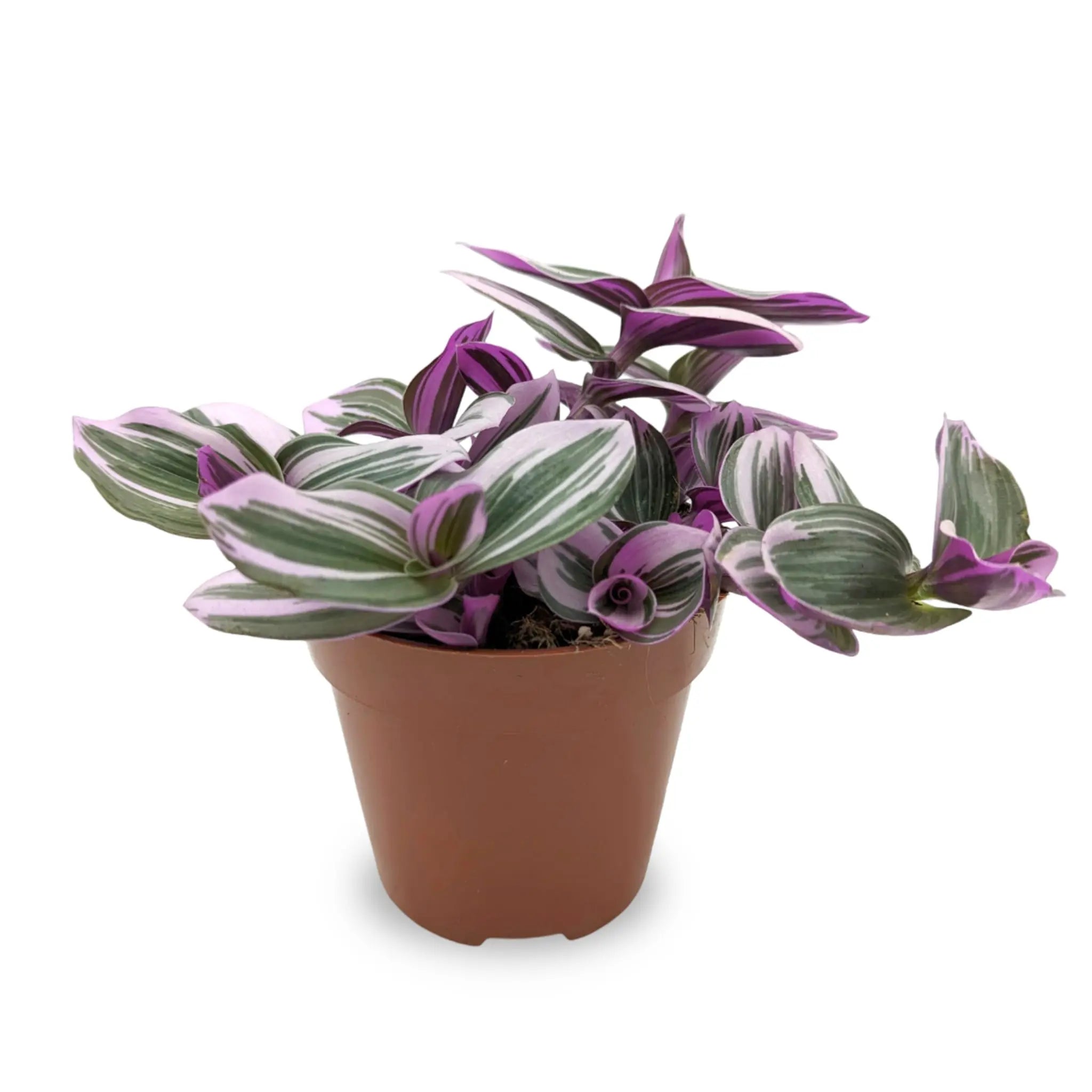 Tradescantia nanouk Leaf Culture