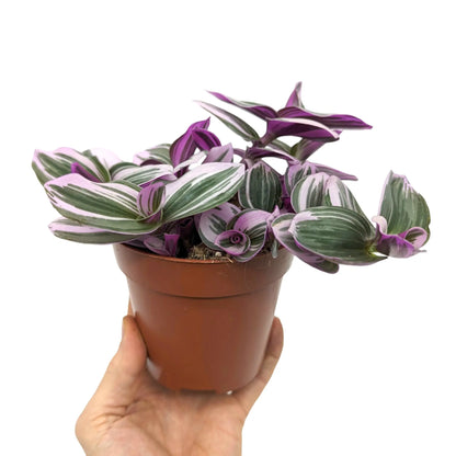 Tradescantia nanouk Leaf Culture