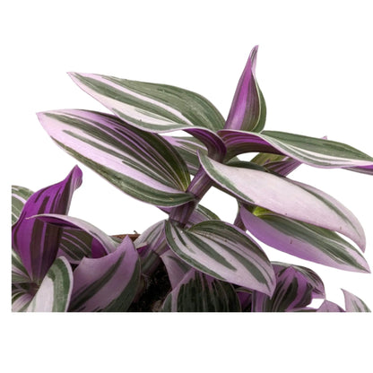 Tradescantia nanouk Leaf Culture