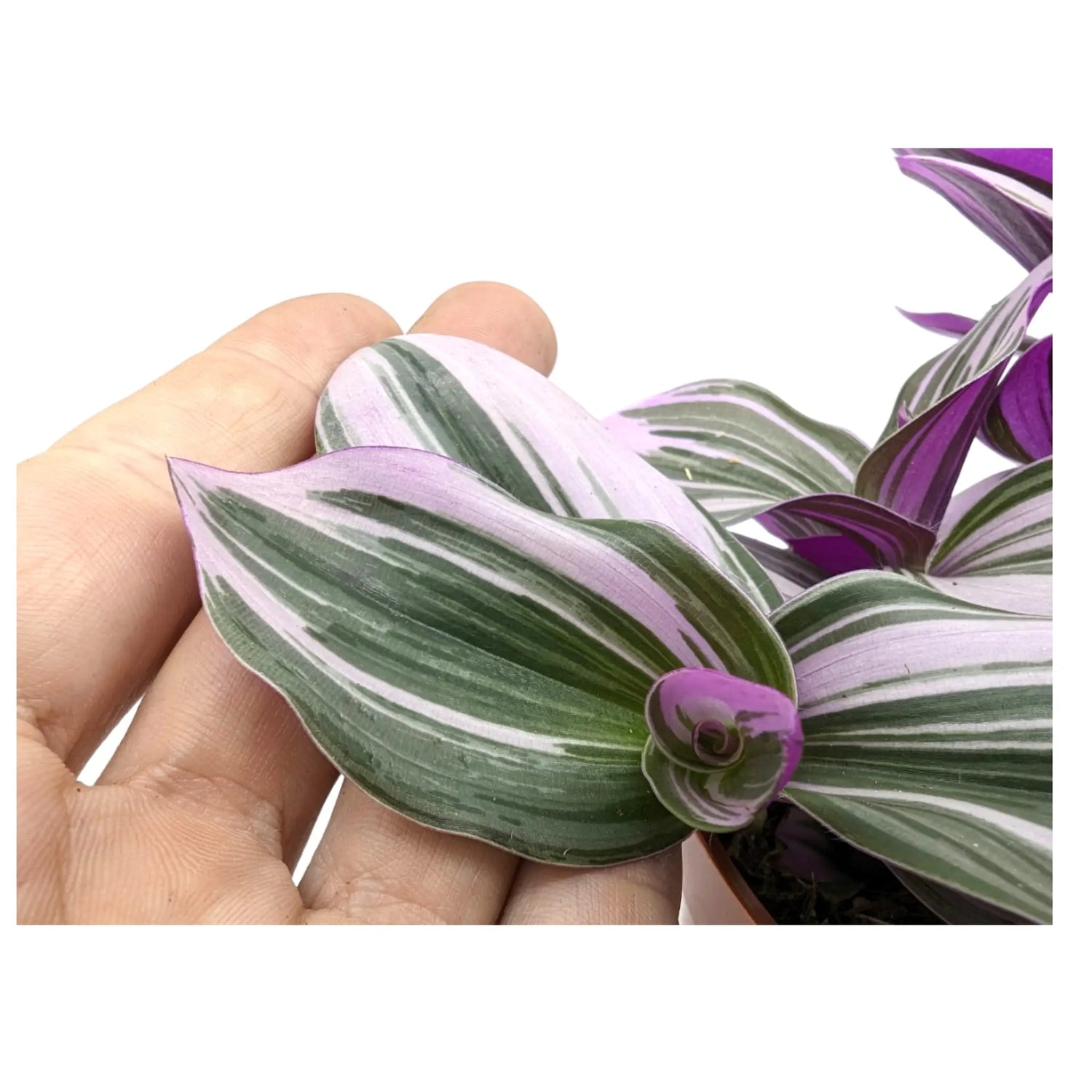 Tradescantia nanouk Leaf Culture