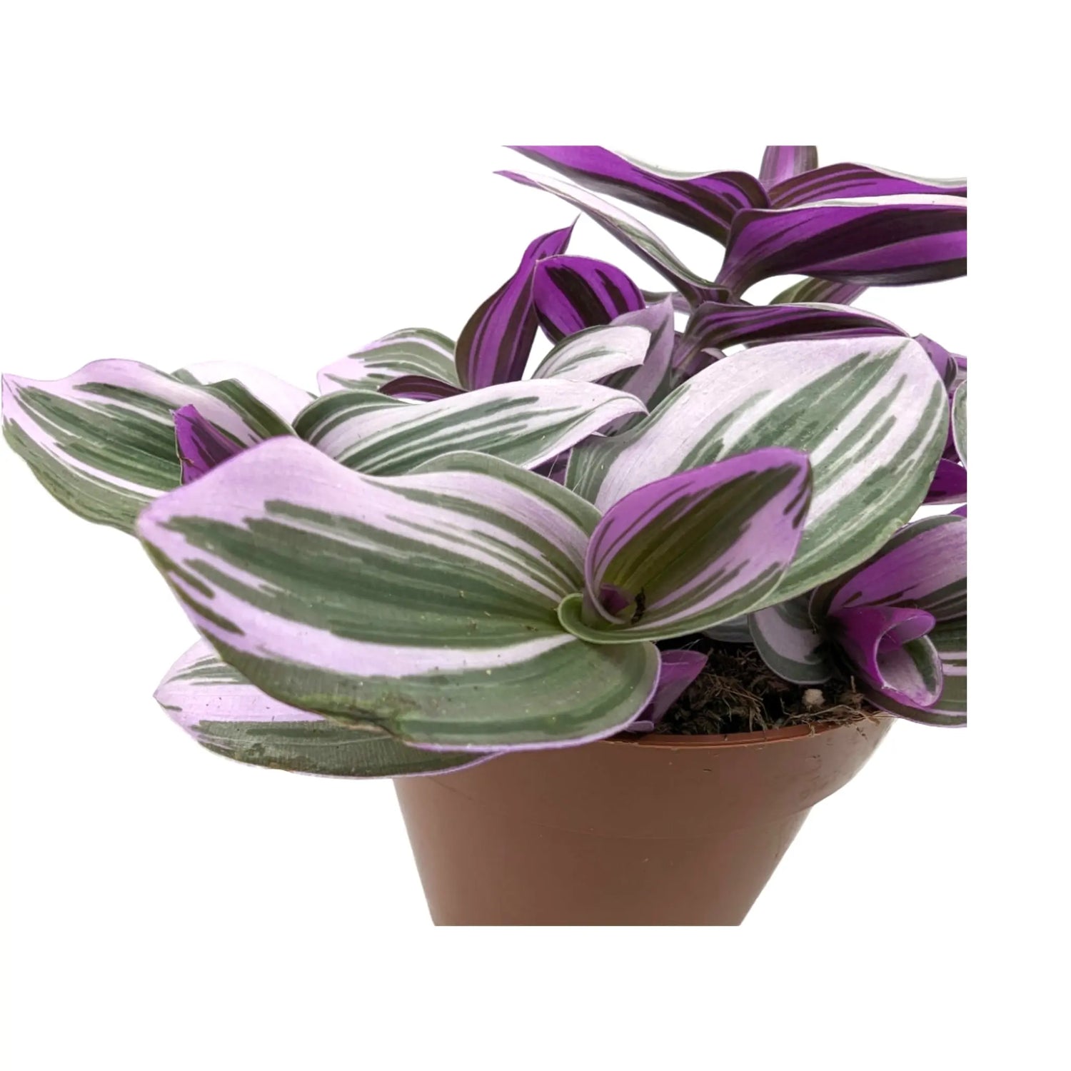 Tradescantia nanouk Leaf Culture