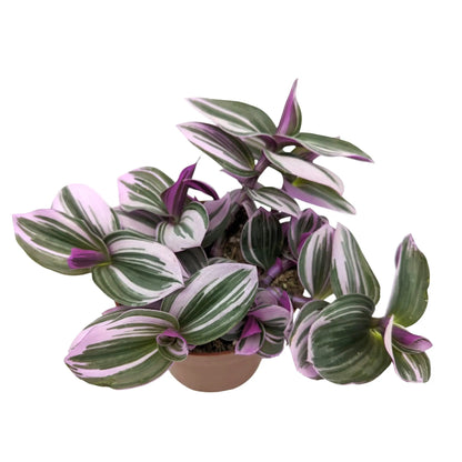 Tradescantia nanouk Leaf Culture