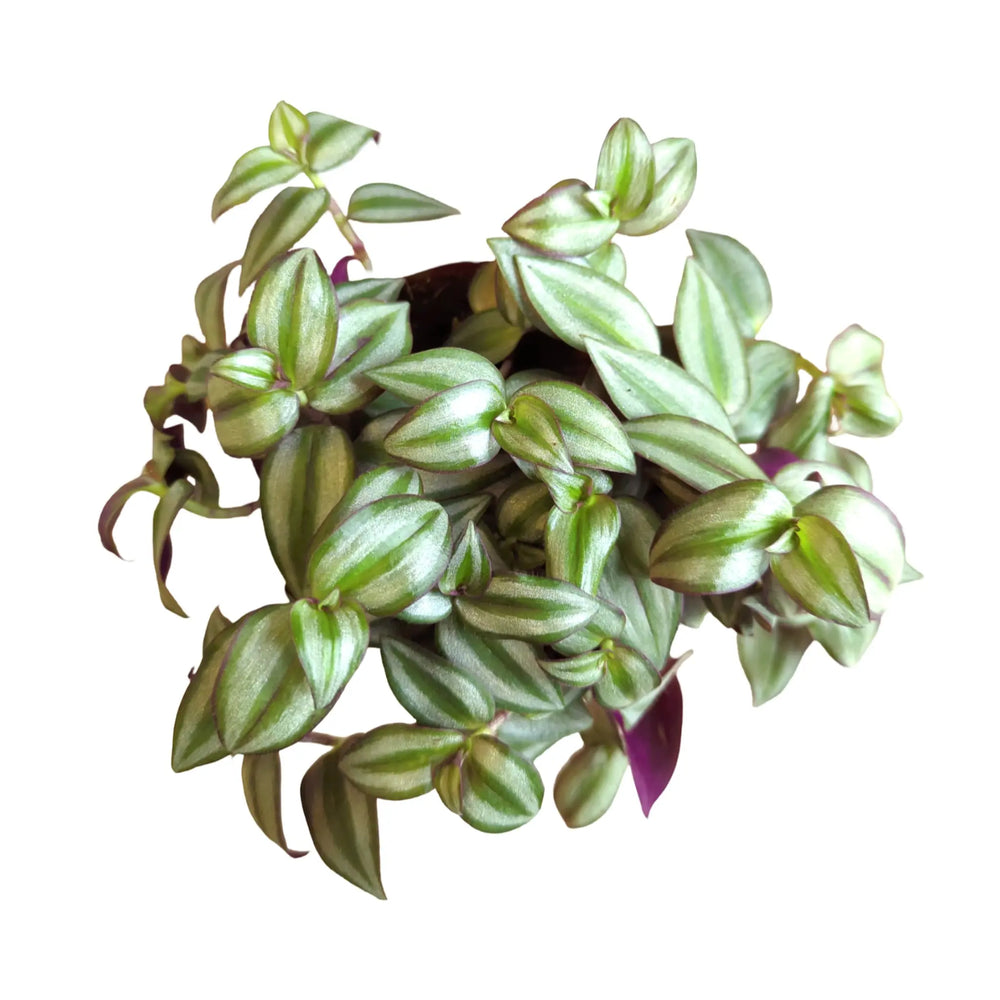 Tradescantia zebra_4_thumb
