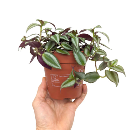 Tradescantia zebra Leaf Culture