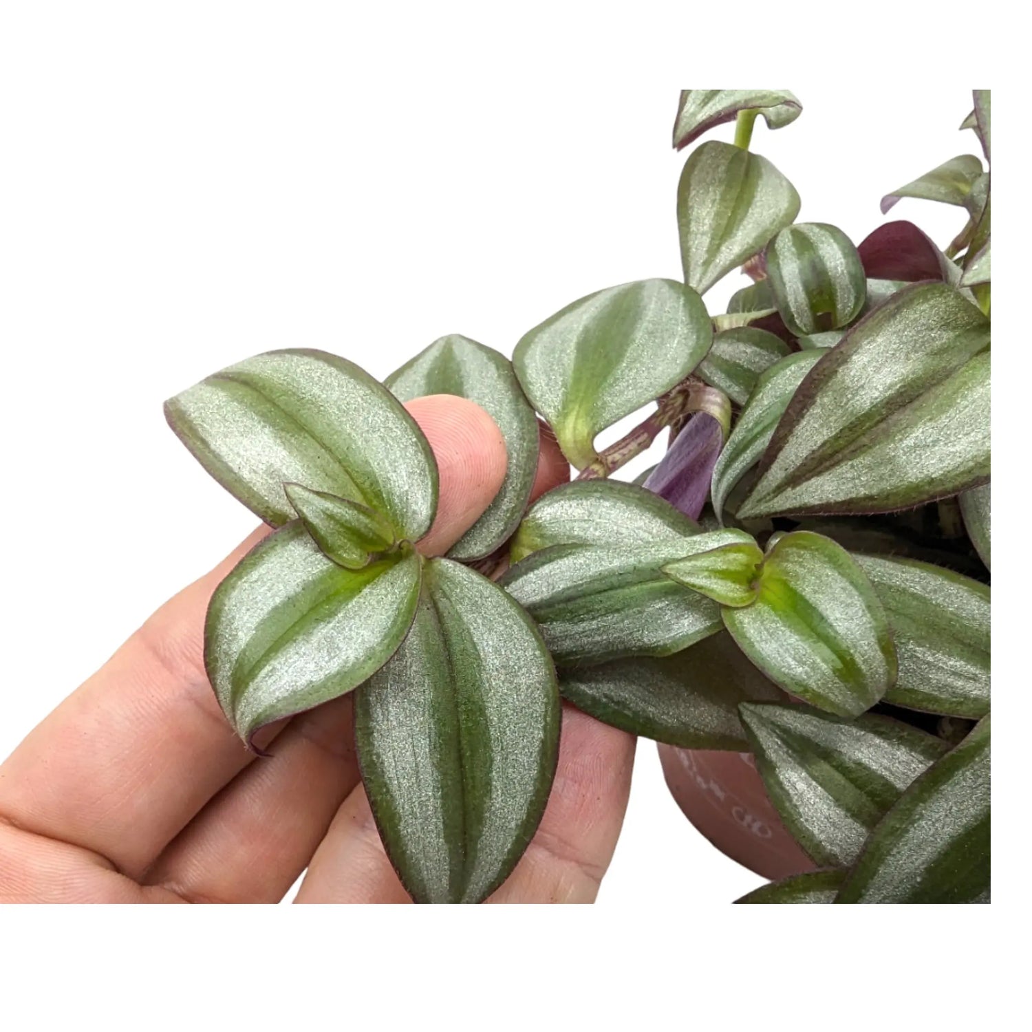 Tradescantia zebra Leaf Culture