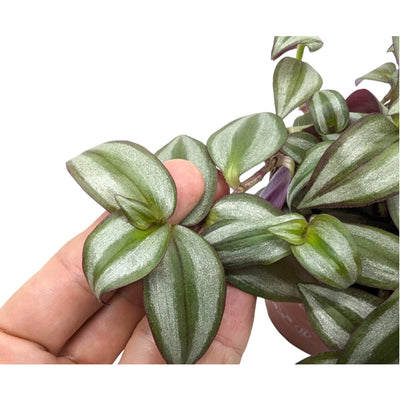 Tradescantia zebra Leaf Culture