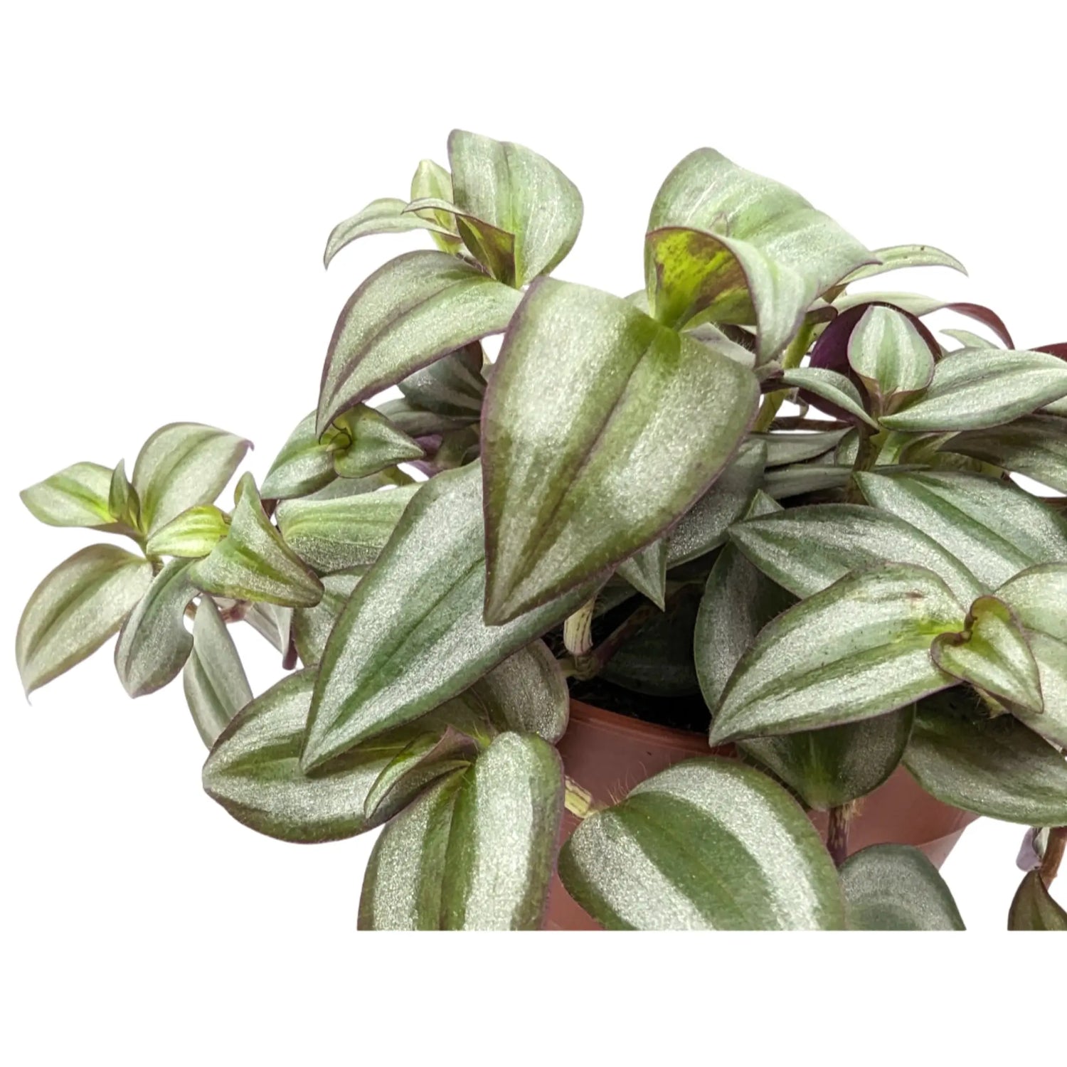 Tradescantia zebra Leaf Culture