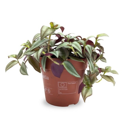 Tradescantia zebra Leaf Culture