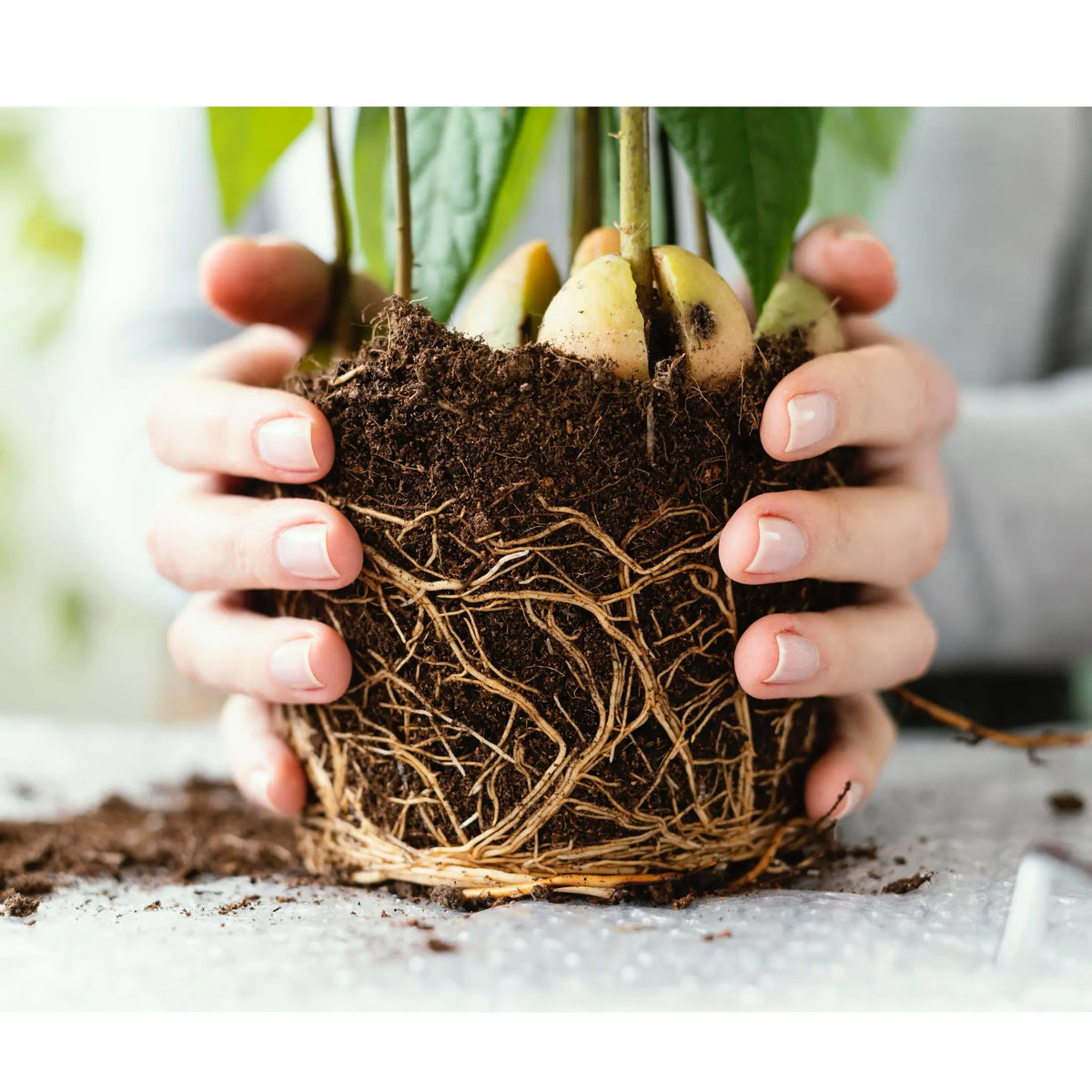 Transparent Nursery Pot - Monitor Root Health
