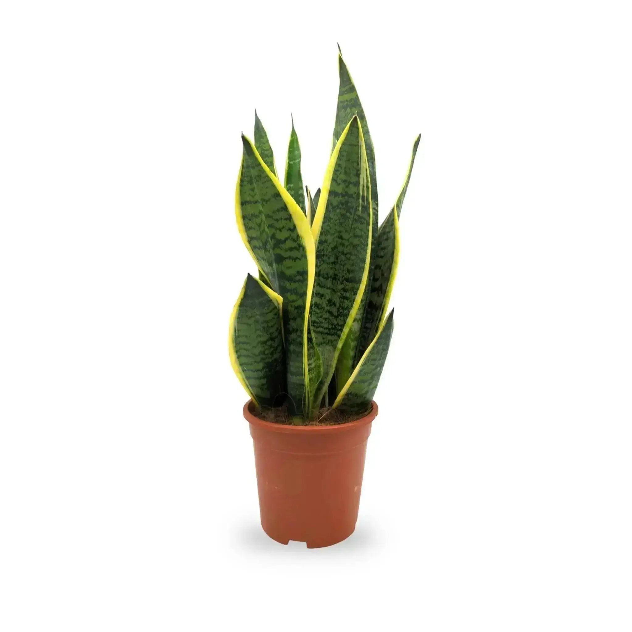 Sansevieria futura Superba - Snake Plant Oz