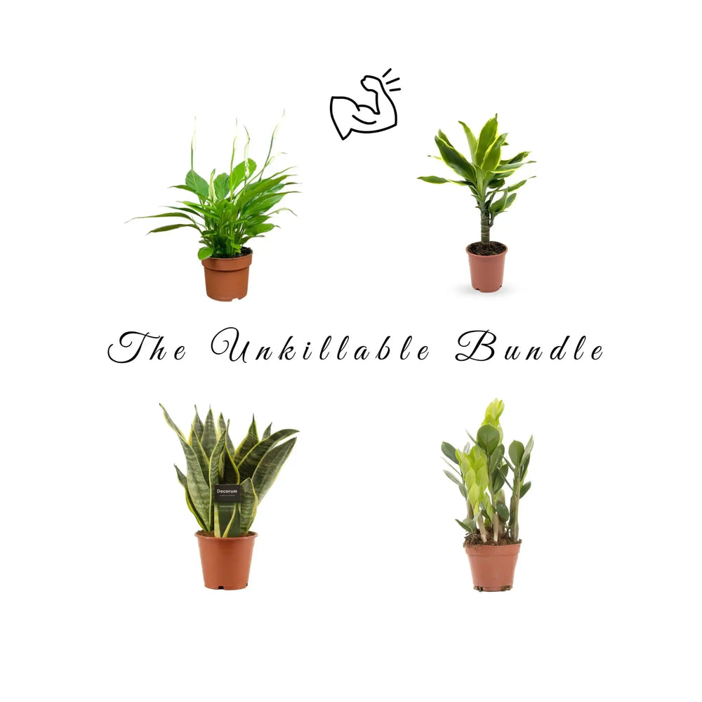 Unkillable Houseplant Bundle | Easy Care Plants - Leaf Culture_6_main