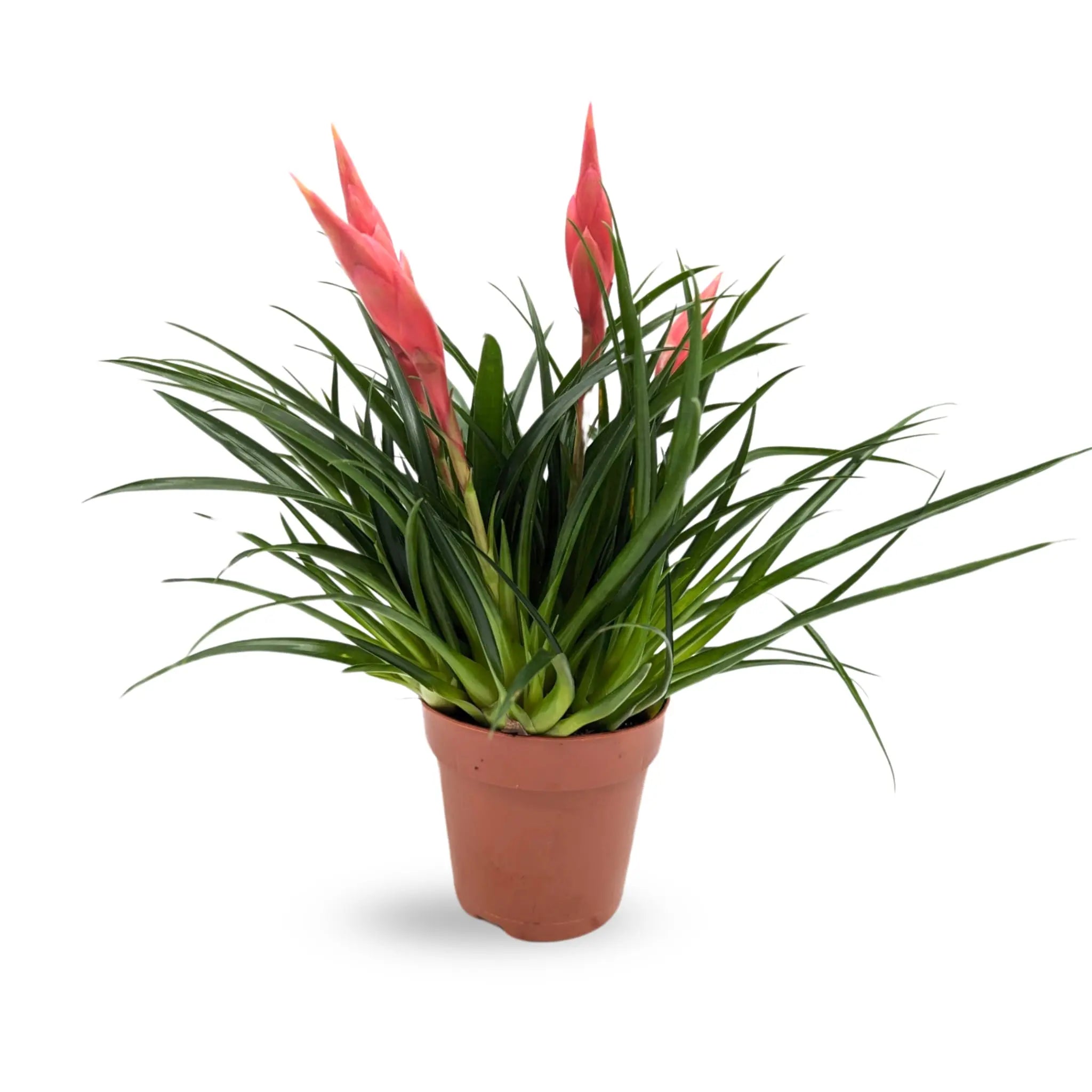 Vriesea Astrid - Flaming Sword plant Leaf Culture