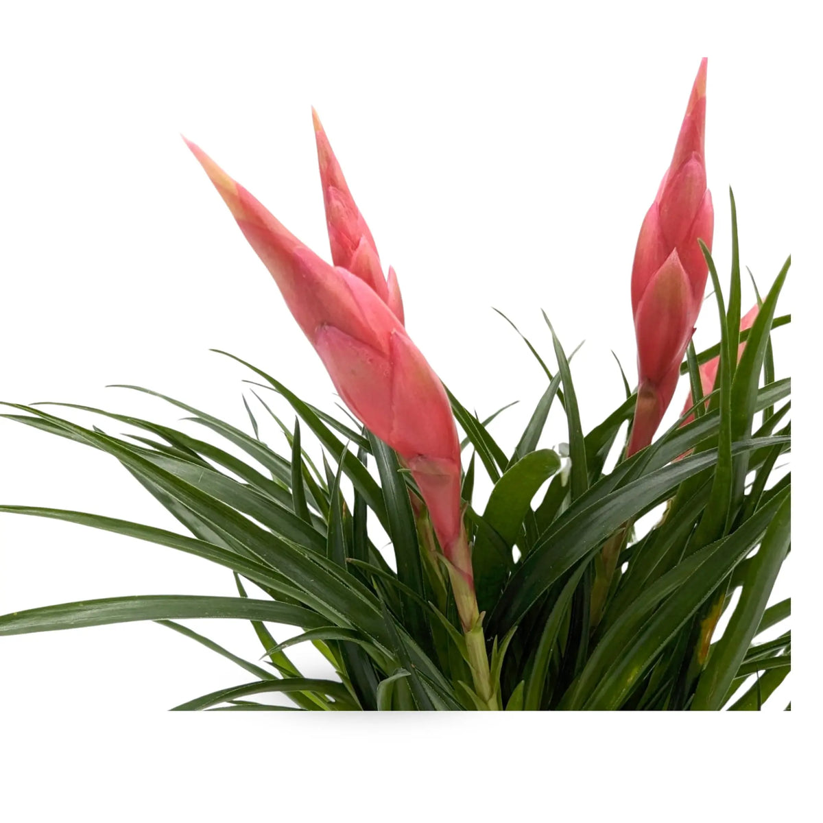 Vriesea Astrid - Flaming Sword plant Leaf Culture