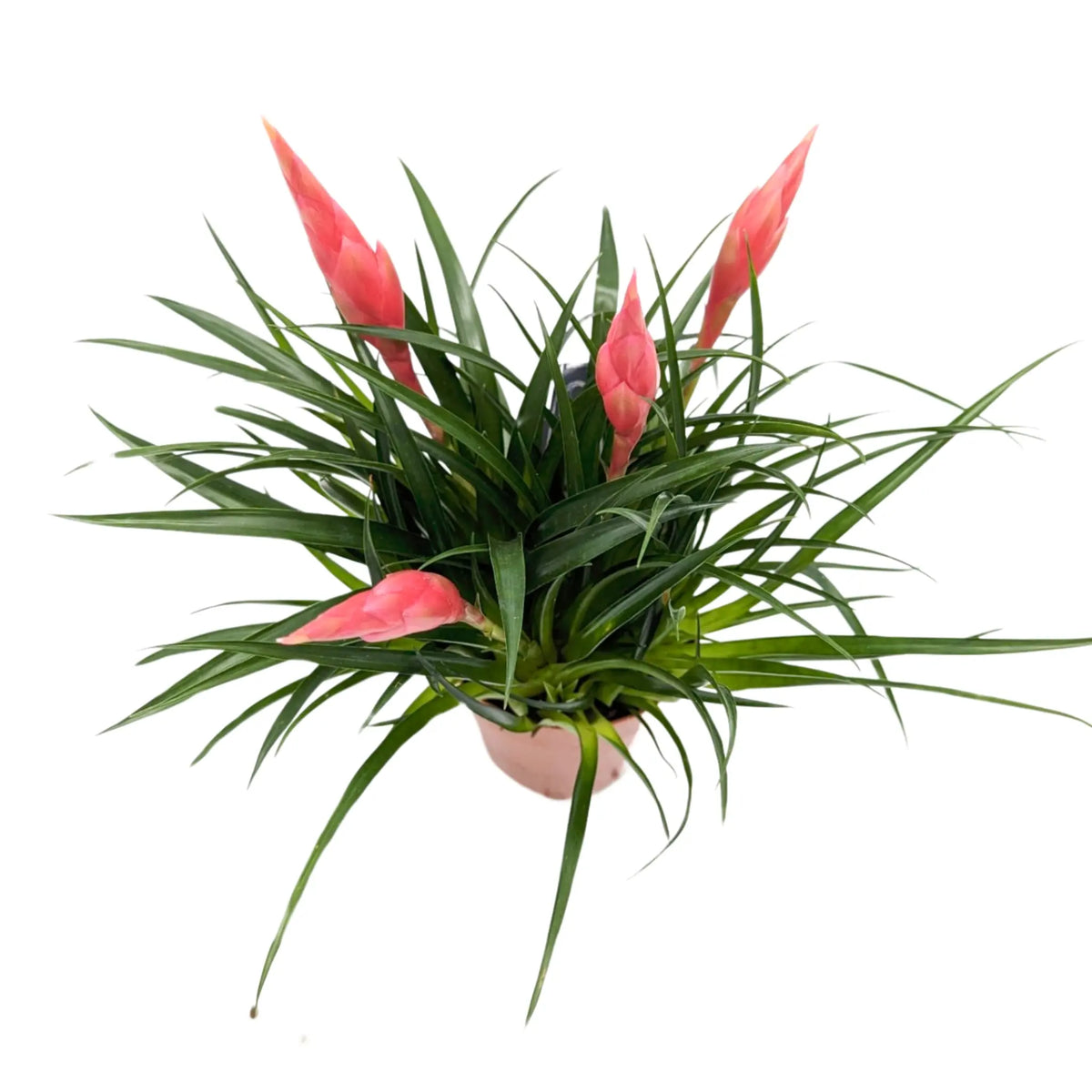 Vriesea Astrid - Flaming Sword plant Leaf Culture