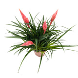 Vriesea Astrid - Flaming Sword plant Leaf Culture