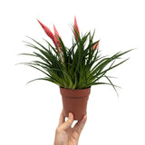 Vriesea Astrid - Flaming Sword plant Leaf Culture