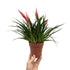 Vriesea Astrid - Flaming Sword plant Leaf Culture