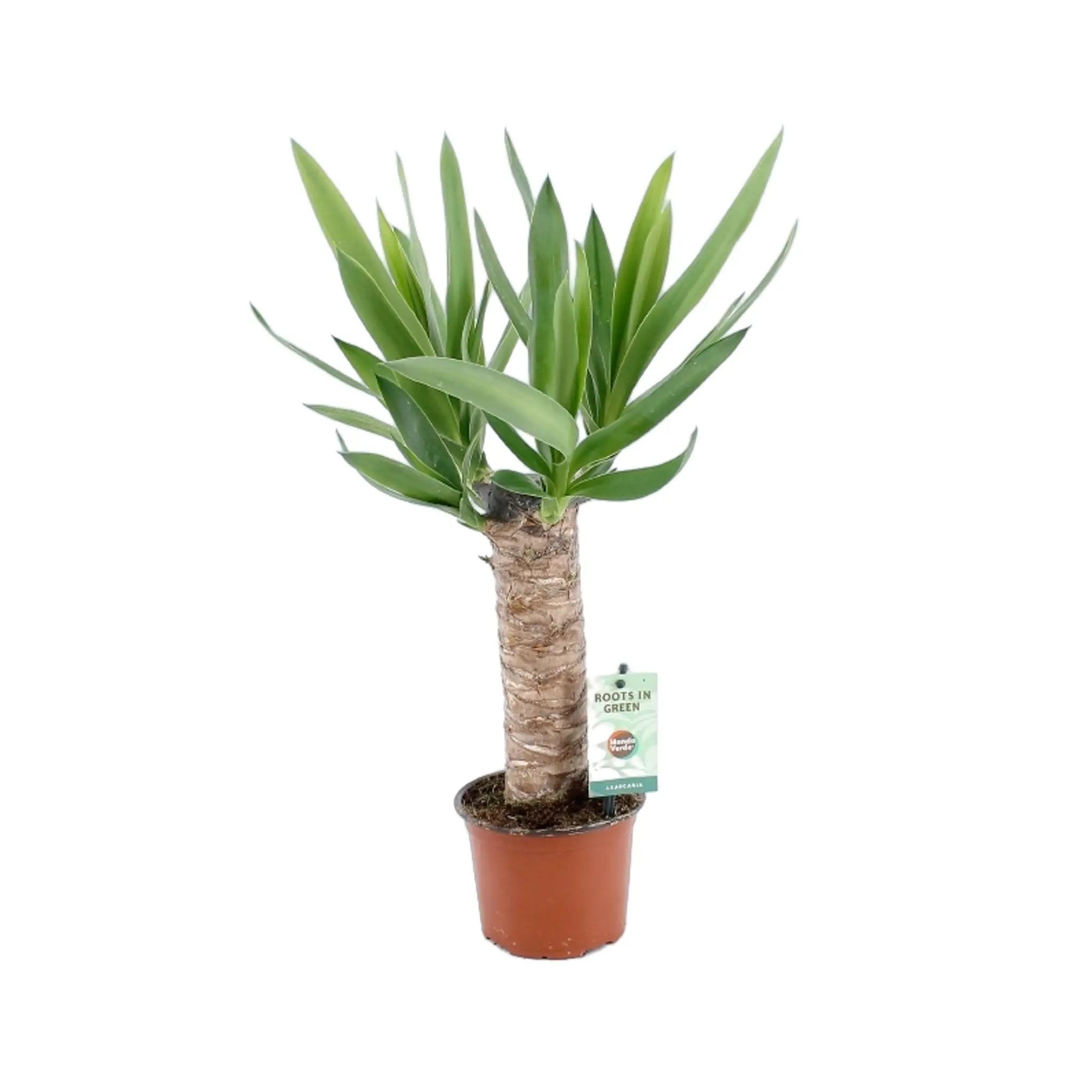 Yucca enkele stam Oz