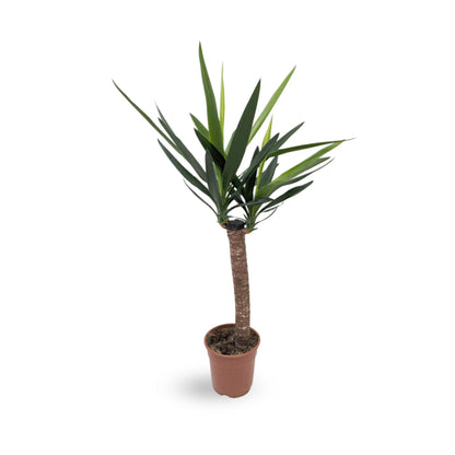 Yucca enkele stam Oz