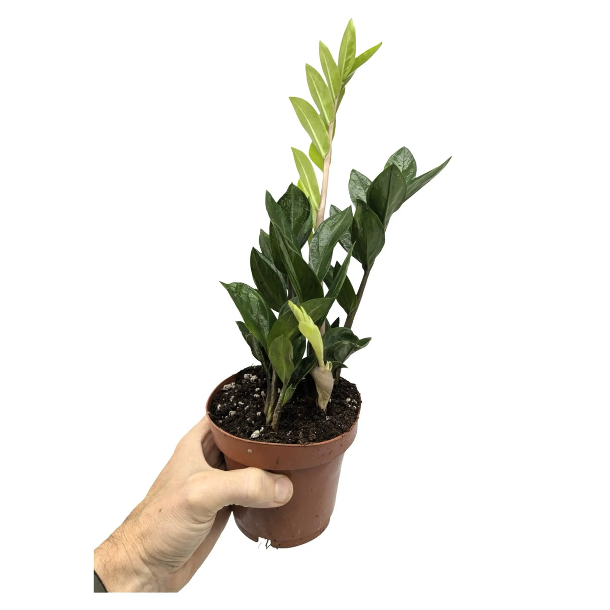 Zamioculcas Zamiifolia - ZZ Plant
