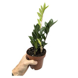 Zamioculcas Zamiifolia - ZZ Plant