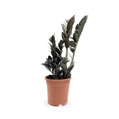 Zamioculcas zamiifolia Raven - ZZ Plant Leaf Culture