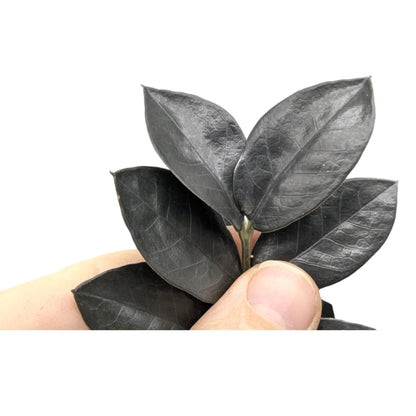 Zamioculcas zamiifolia Raven - ZZ Plant Leaf Culture