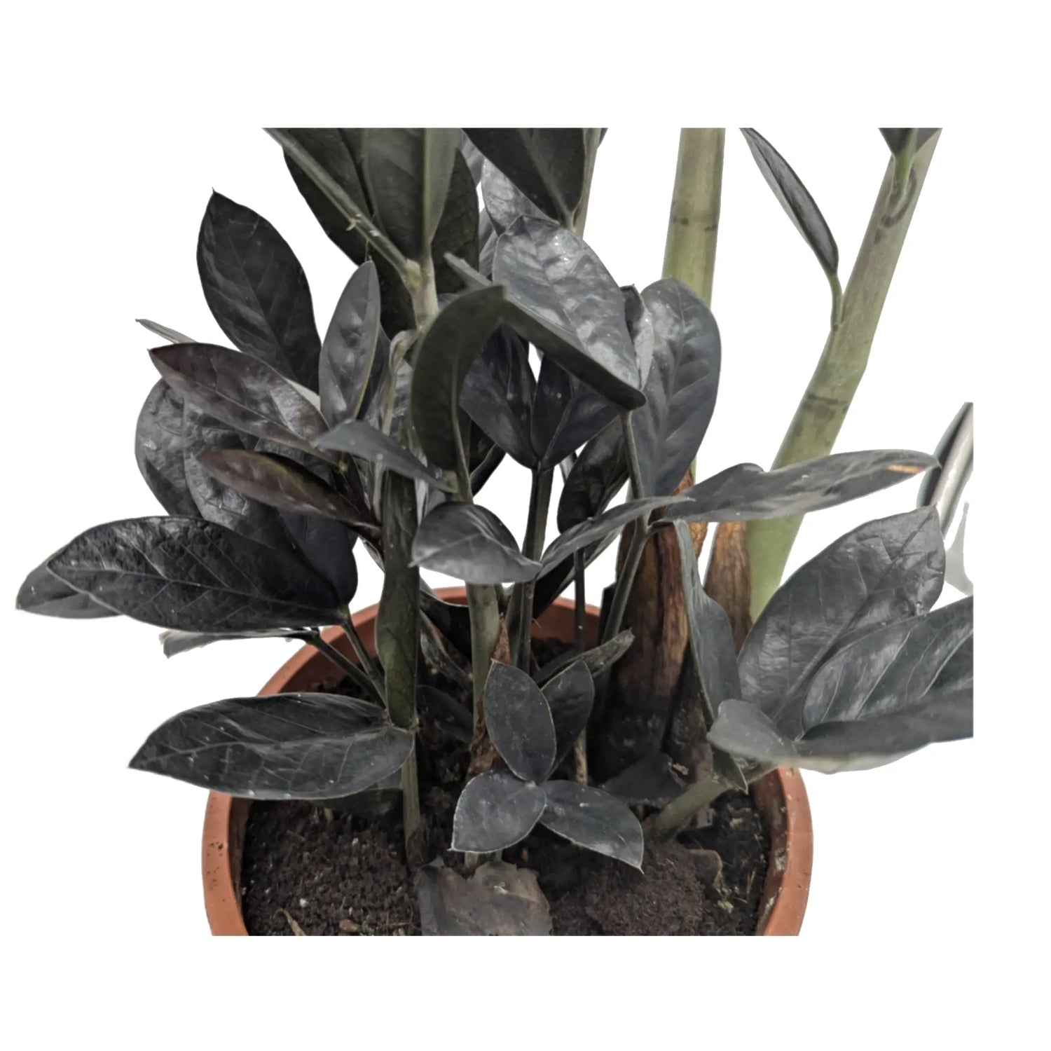 Zamioculcas zamiifolia Raven - ZZ Plant Leaf Culture