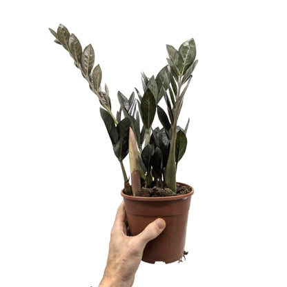 Zamioculcas zamiifolia Raven - ZZ Plant Leaf Culture