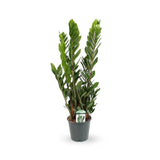 Zamioculcas zamiifolia - ZZ Plant Oz