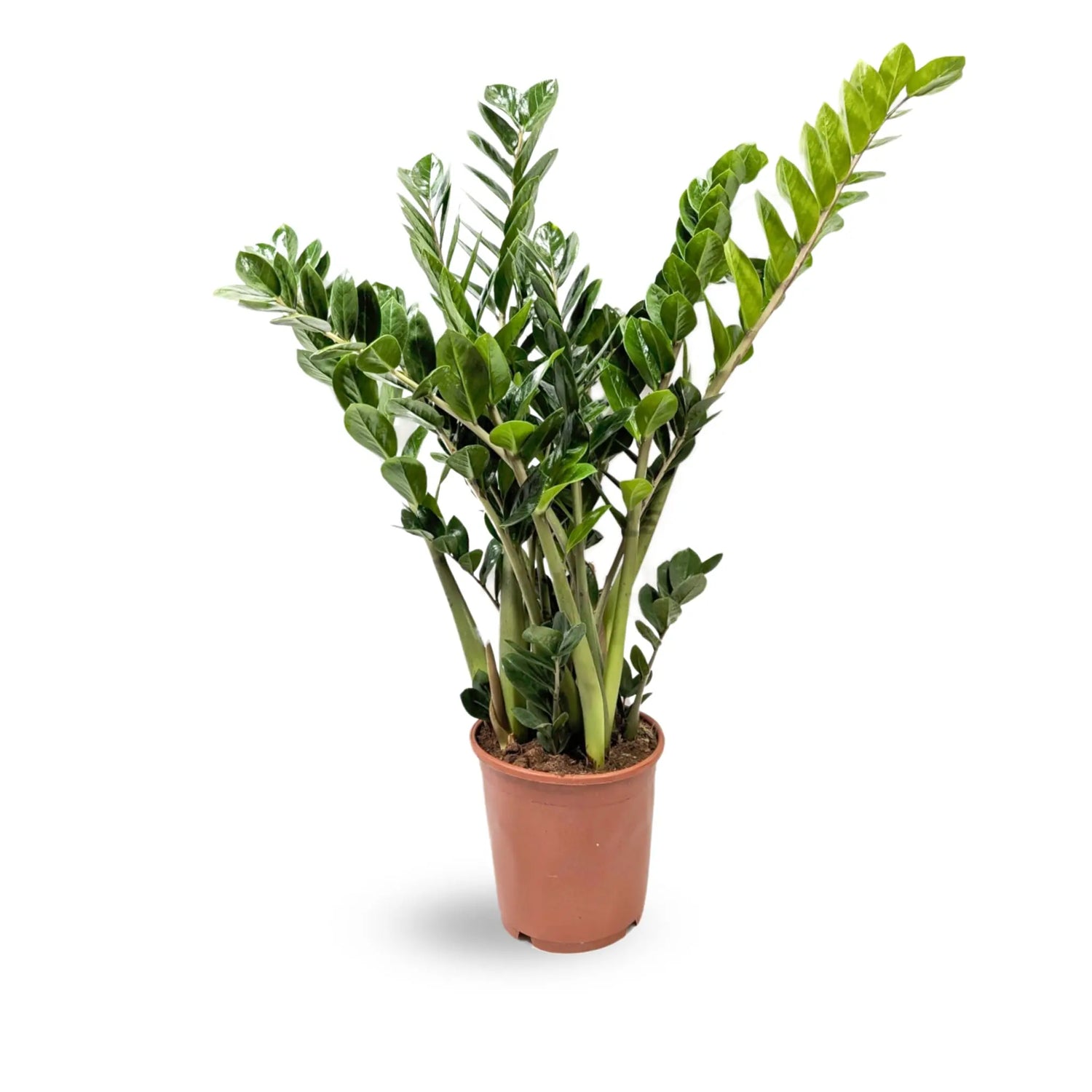 Zamioculcas zamiifolia - ZZ Plant Oz