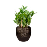 Zamioculcas zamiifolia - ZZ Plant Oz