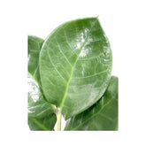 Zamioculcas zamiifolia - ZZ Plant Oz