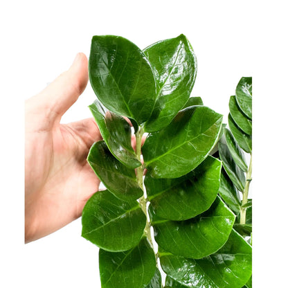 Zamioculcas zamiifolia - ZZ Plant Oz