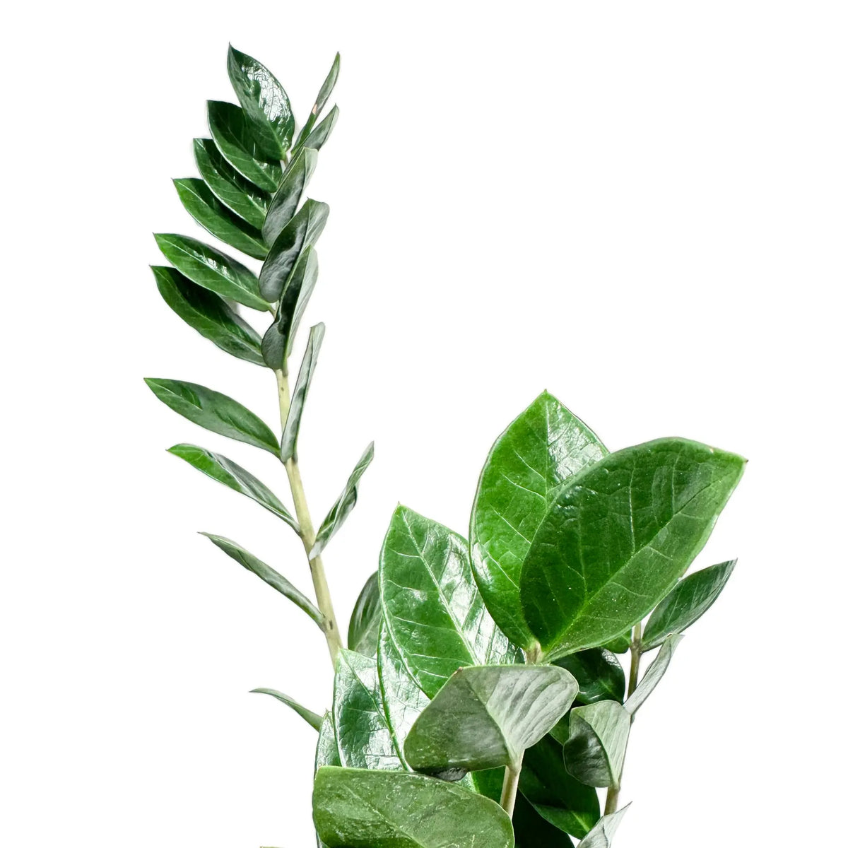 Zamioculcas zamiifolia - ZZ Plant Oz
