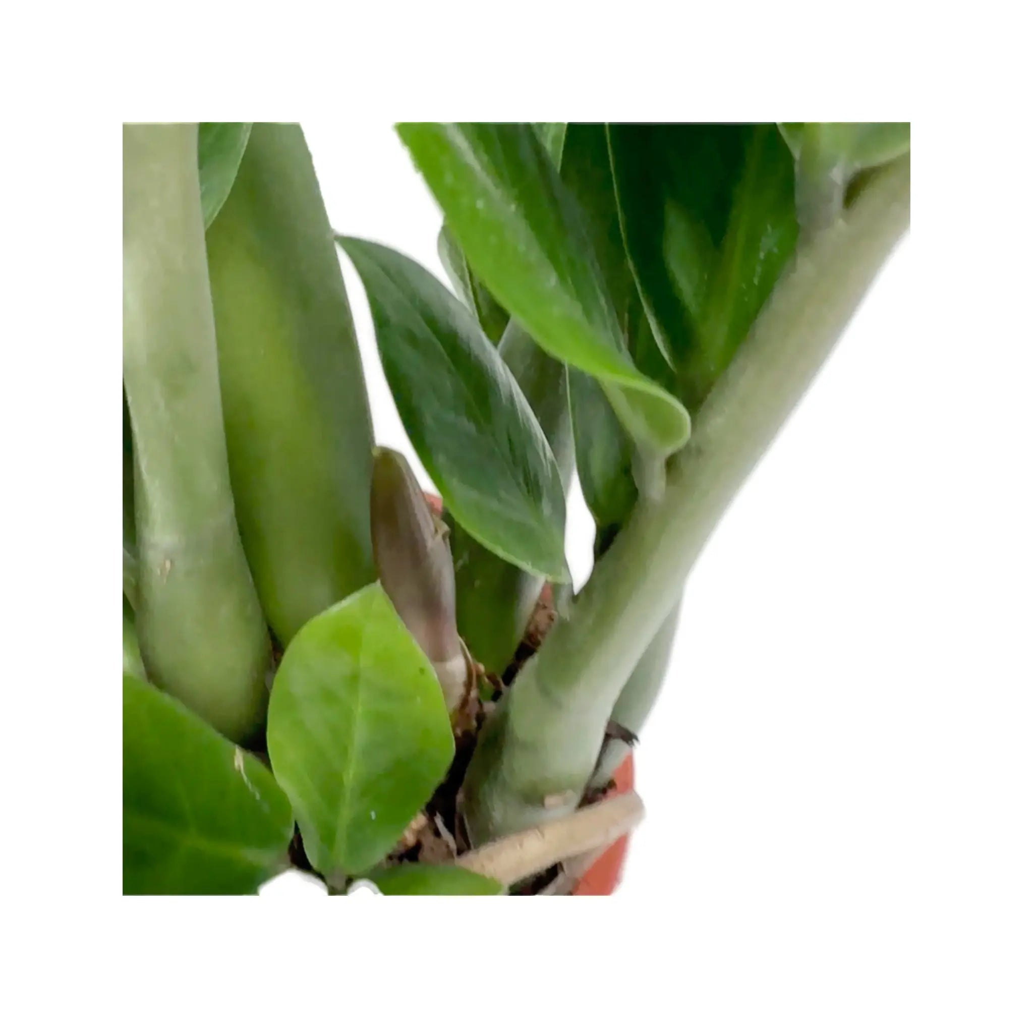 Zamioculcas zamiifolia - ZZ Plant Oz