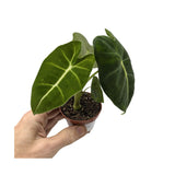 Alocasia Frydek - African Mask Plant