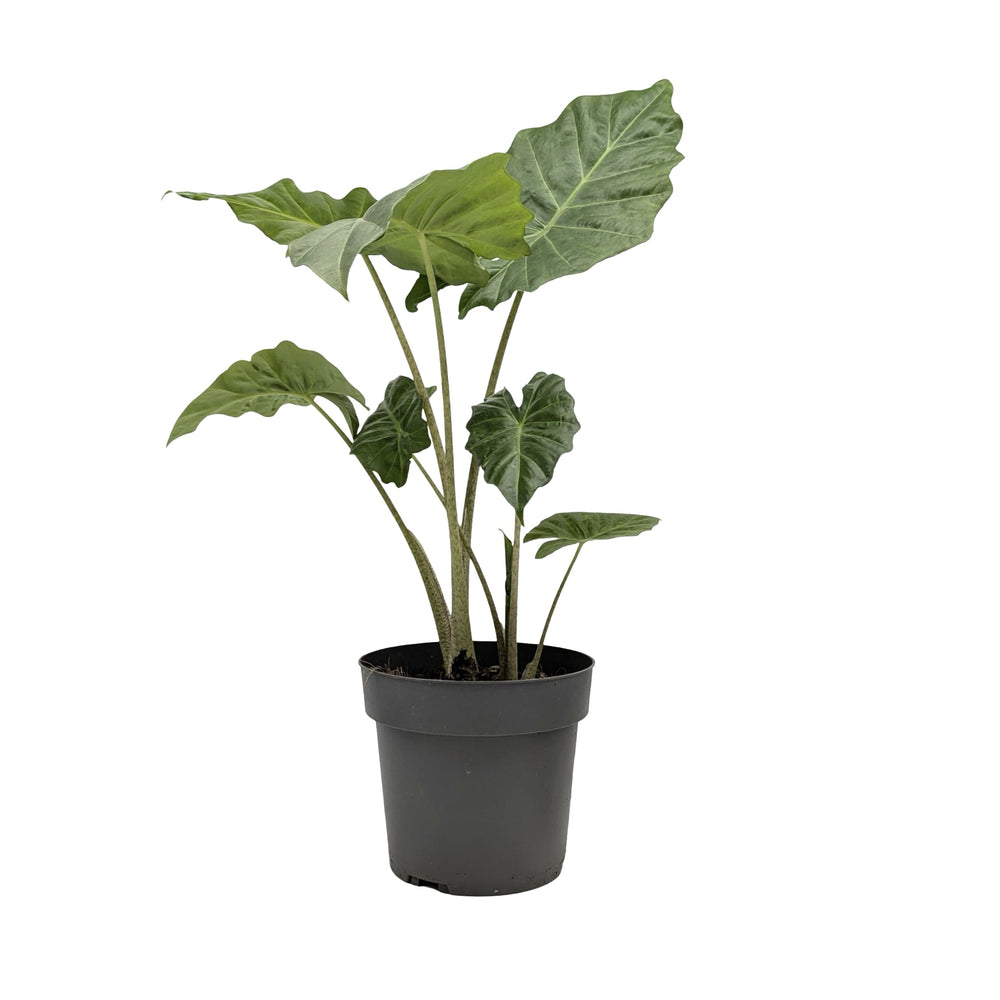 Alocasia Portodora - Upright Elephant Ear_1_main