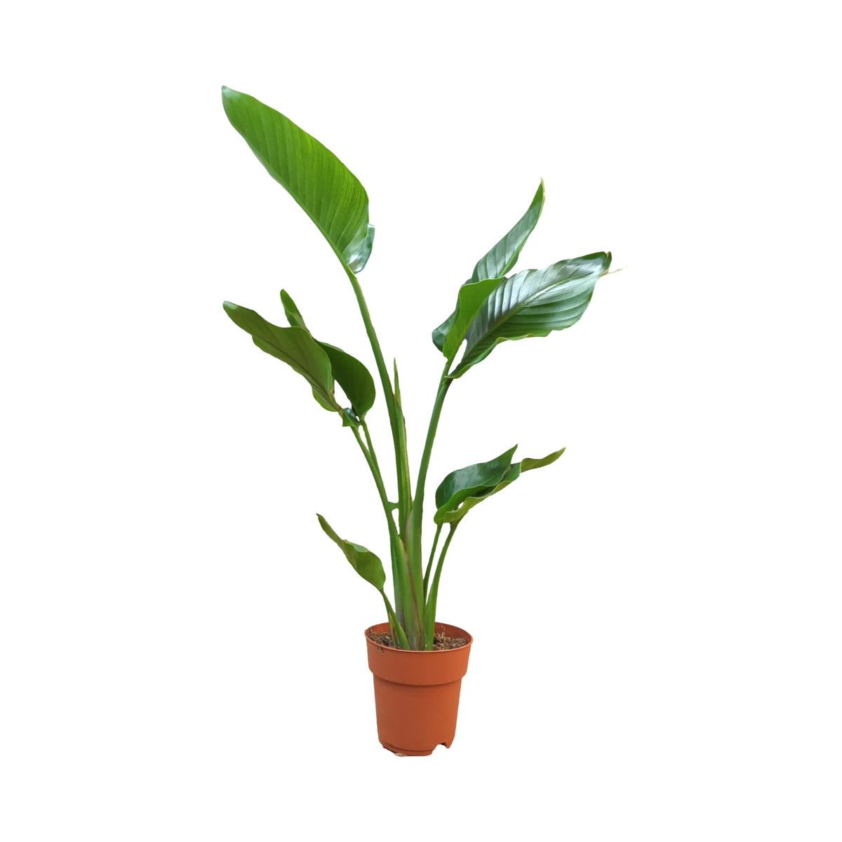 Strelitzia nicolai - Bird of Paradise