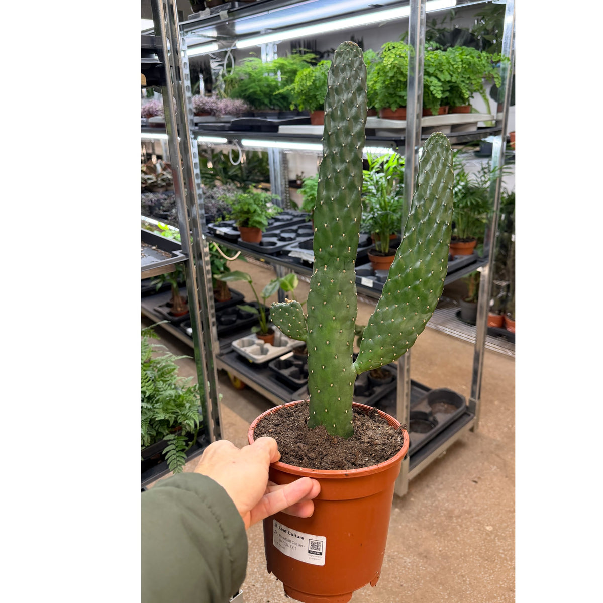 Opuntia Roadkill Cactus | Flattened Prickly Pear - Unique Succulent