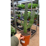 Opuntia Roadkill Cactus | Flattened Prickly Pear - Unique Succulent