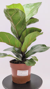 Ficus lyrata Bambino - Dwarf Fiddle Leaf Fig