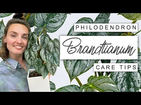 Philodendron Brandtianum