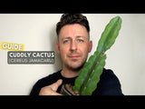 Cereus Jamacaru Cactus - Cuddly Cactus